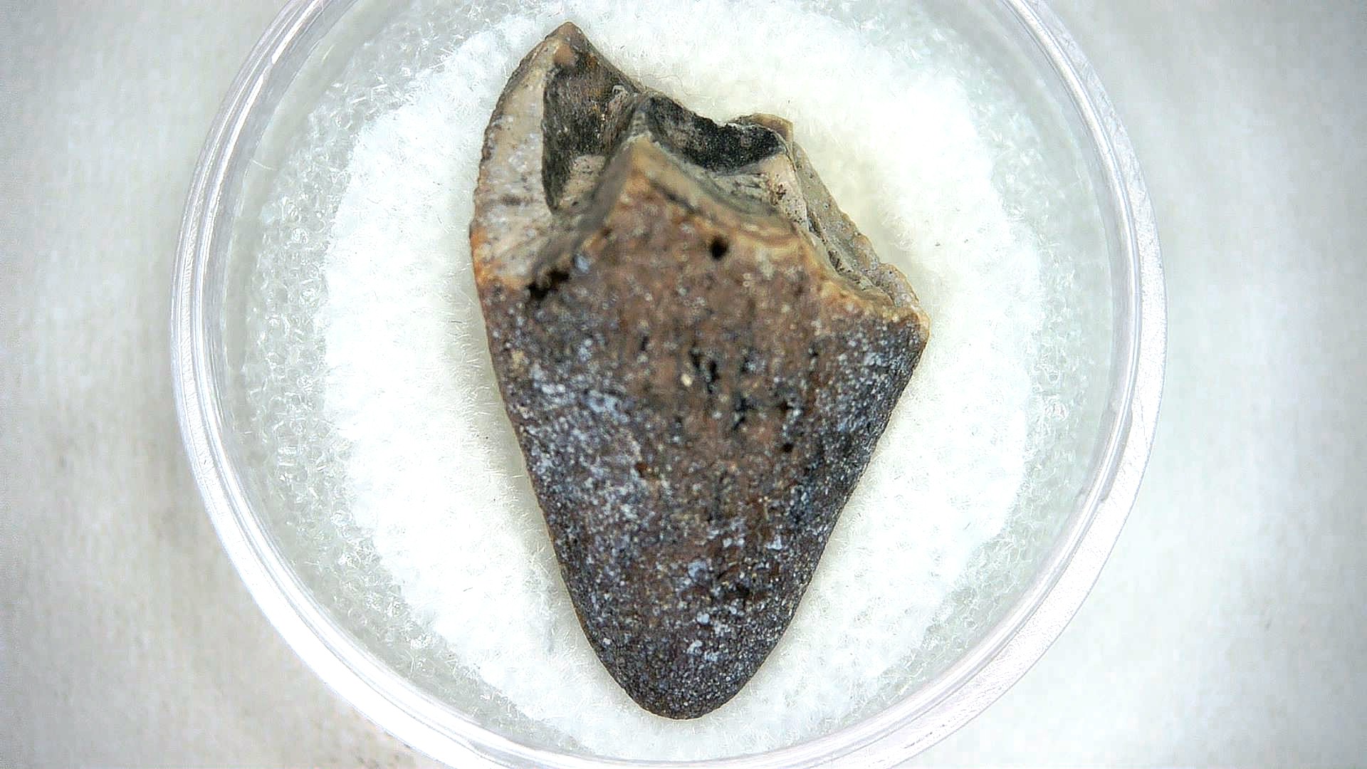 Madagascar Cretaceous Mahajangasuchus Crocodilyform Tooth 17a | Fossils for Sale Genuine Cretaceous Age Mahajangasuchus Crocodilyform Tooth Fossils for Sale from Madagascar #17a