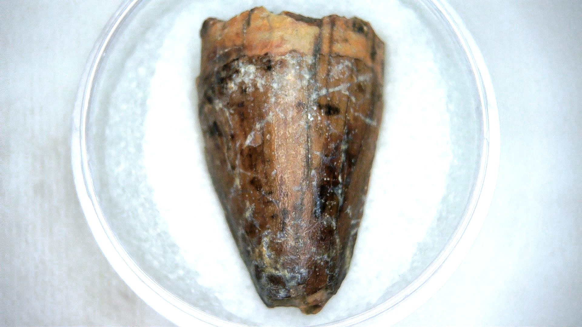 Madagascar Cretaceous Mahajangasuchus Crocodilyform Tooth 19 | Fossils for Sale Genuine Cretaceous Age Mahajangasuchus Crocodilyform Tooth Fossils for Sale from Madagascar #19