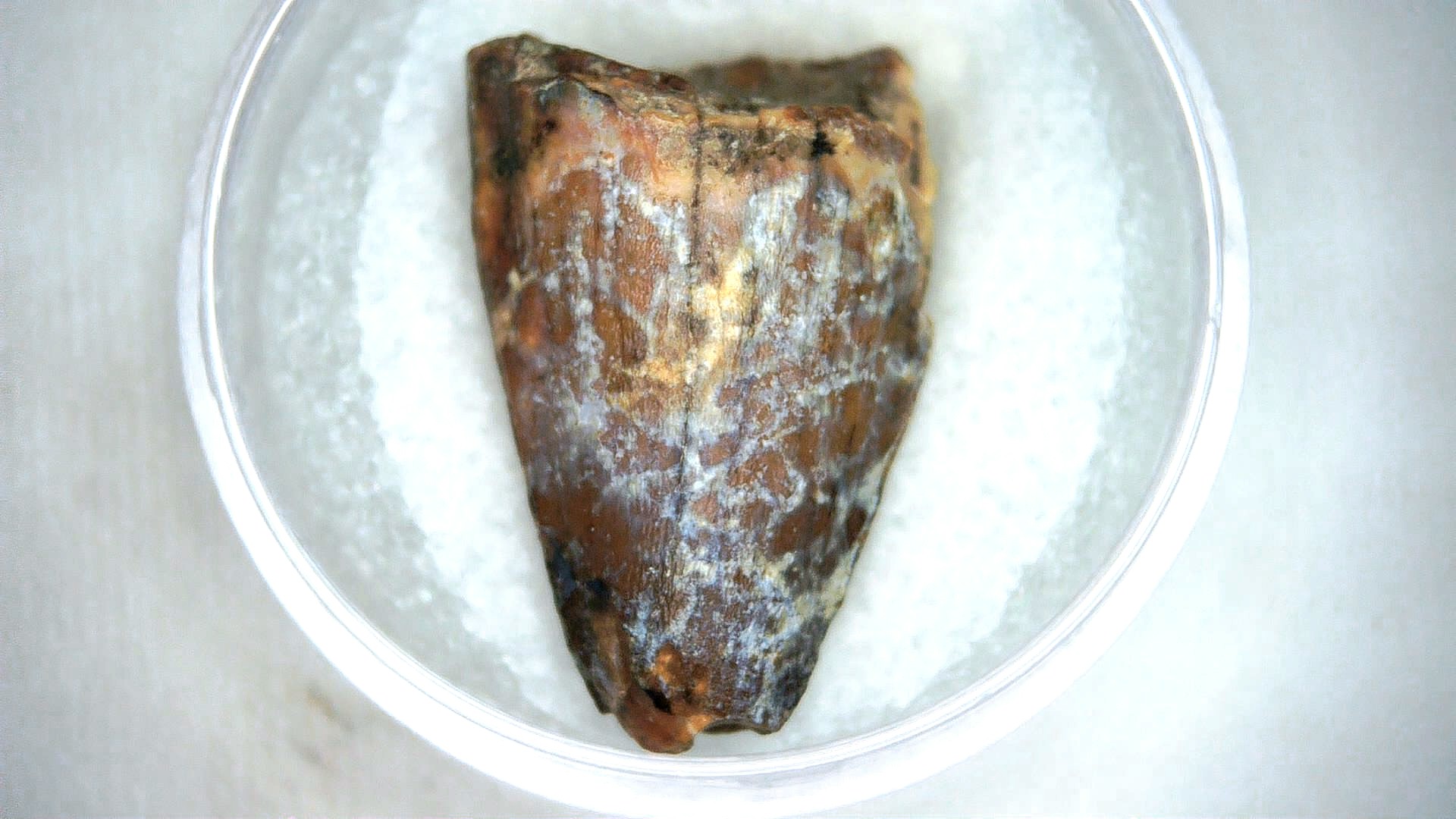 Madagascar Cretaceous Mahajangasuchus Crocodilyform Tooth 19a | Fossils for Sale Genuine Cretaceous Age Mahajangasuchus Crocodilyform Tooth Fossils for Sale from Madagascar #19a