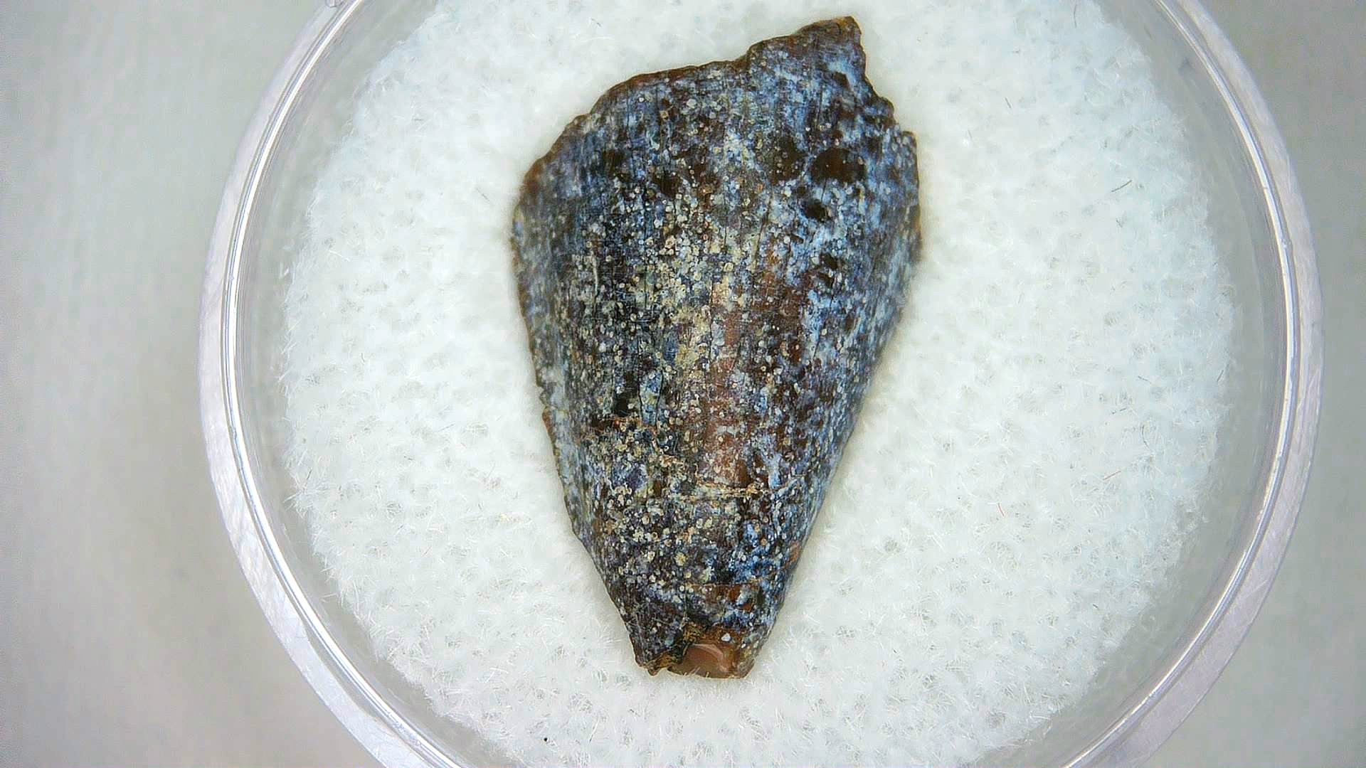 Madagascar Cretaceous Mahajangasuchus Crocodilyform Tooth 2 | Fossils for Sale Genuine Cretaceous Age Mahajangasuchus Crocodilyform Tooth Fossils for Sale from Madagascar #2