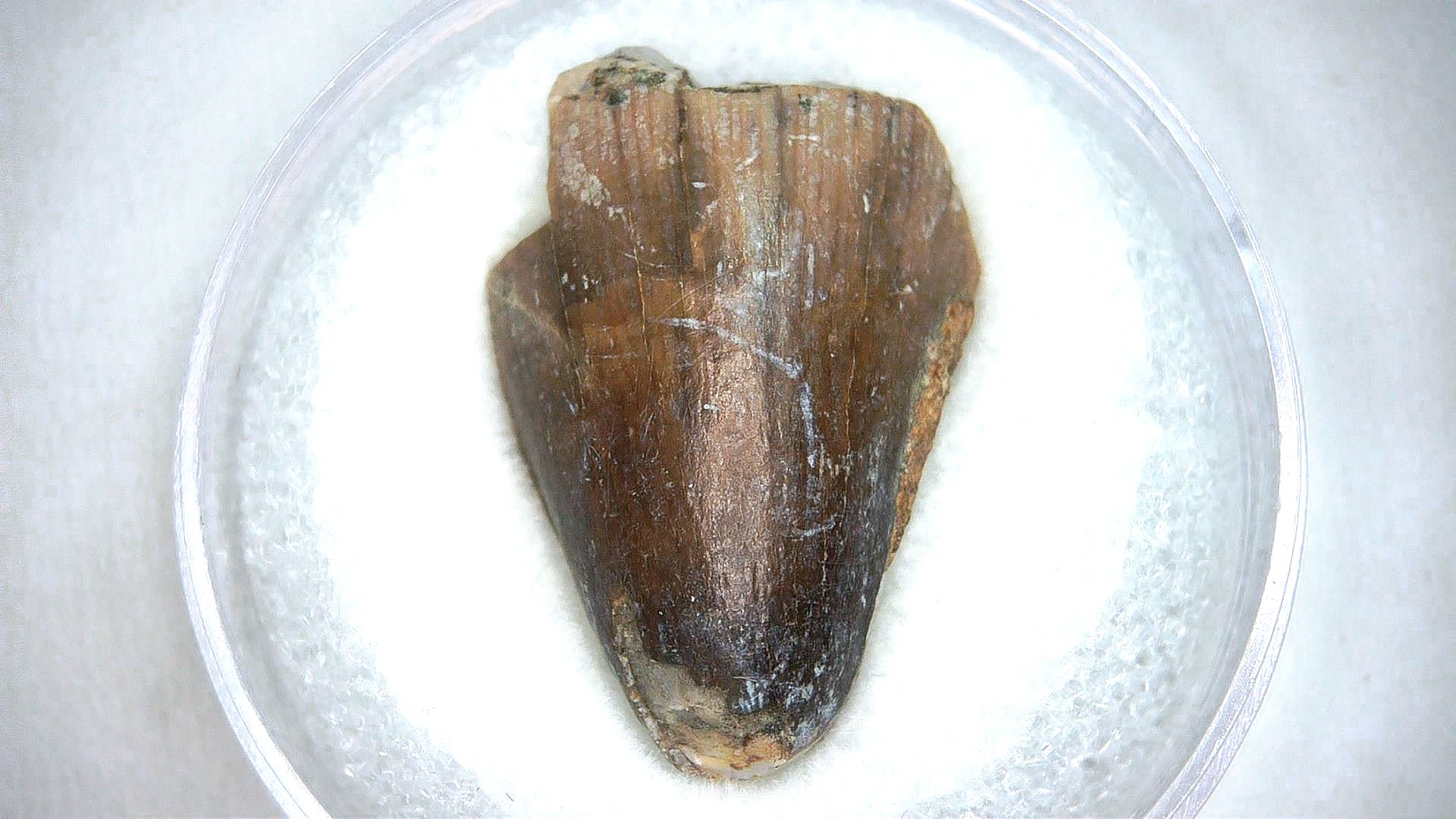 Madagascar Cretaceous Mahajangasuchus Crocodilyform Tooth 21 | Fossils for Sale Genuine Cretaceous Age Mahajangasuchus Crocodilyform Tooth Fossils for Sale from Madagascar #21