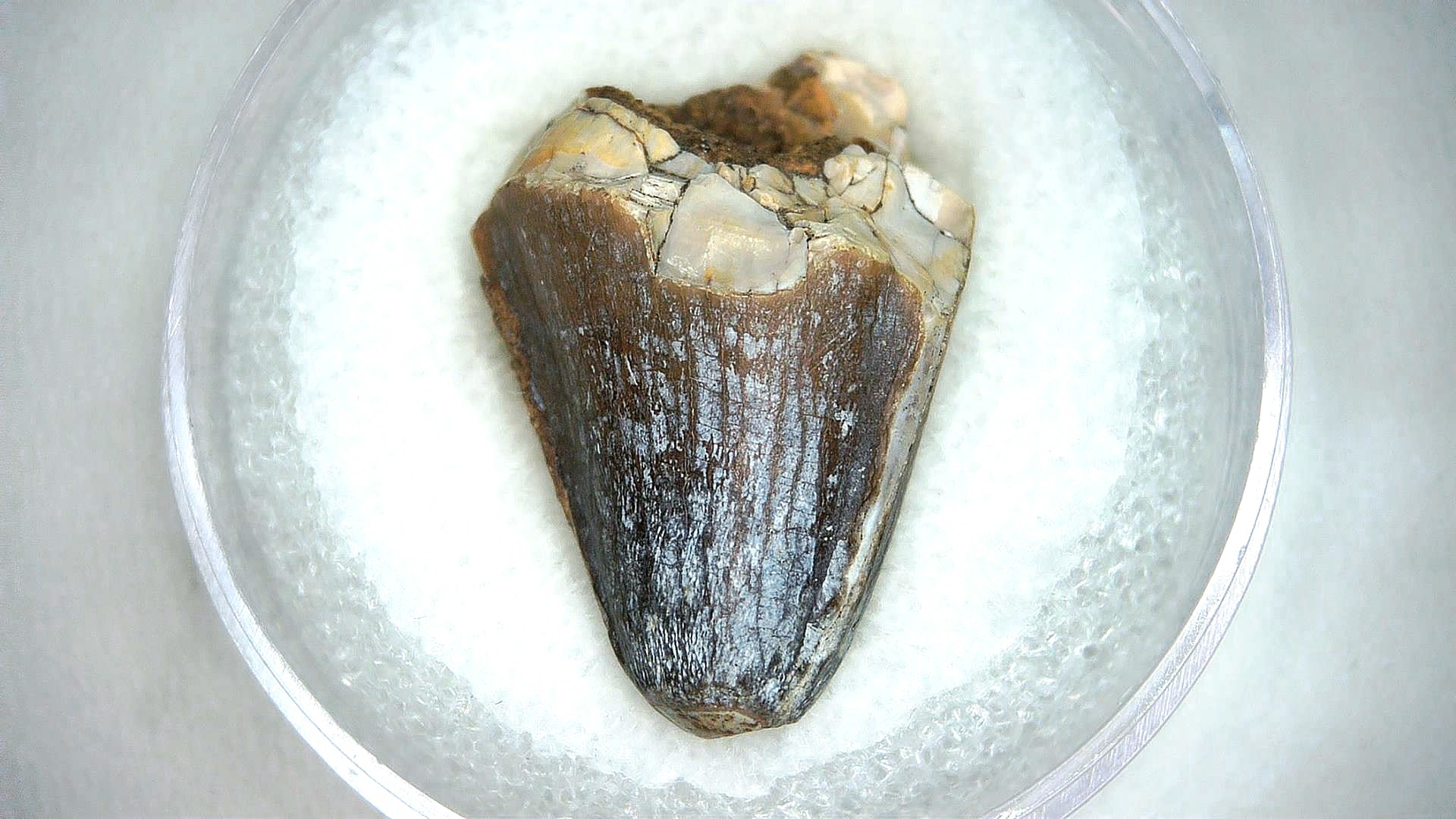 Madagascar Cretaceous Mahajangasuchus Crocodilyform Tooth 21a | Fossils for Sale Genuine Cretaceous Age Mahajangasuchus Crocodilyform Tooth Fossils for Sale from Madagascar #21a