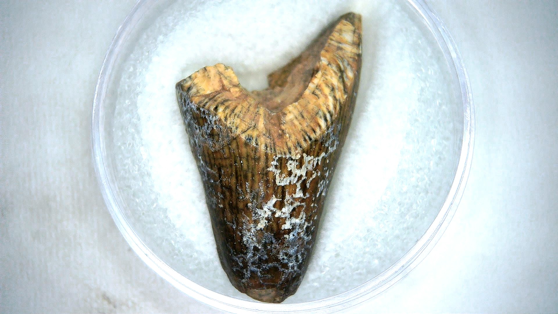 Madagascar Cretaceous Mahajangasuchus Crocodilyform Tooth 26 | Fossils for Sale Genuine Cretaceous Age Mahajangasuchus Crocodilyform Tooth Fossils for Sale from Madagascar #26