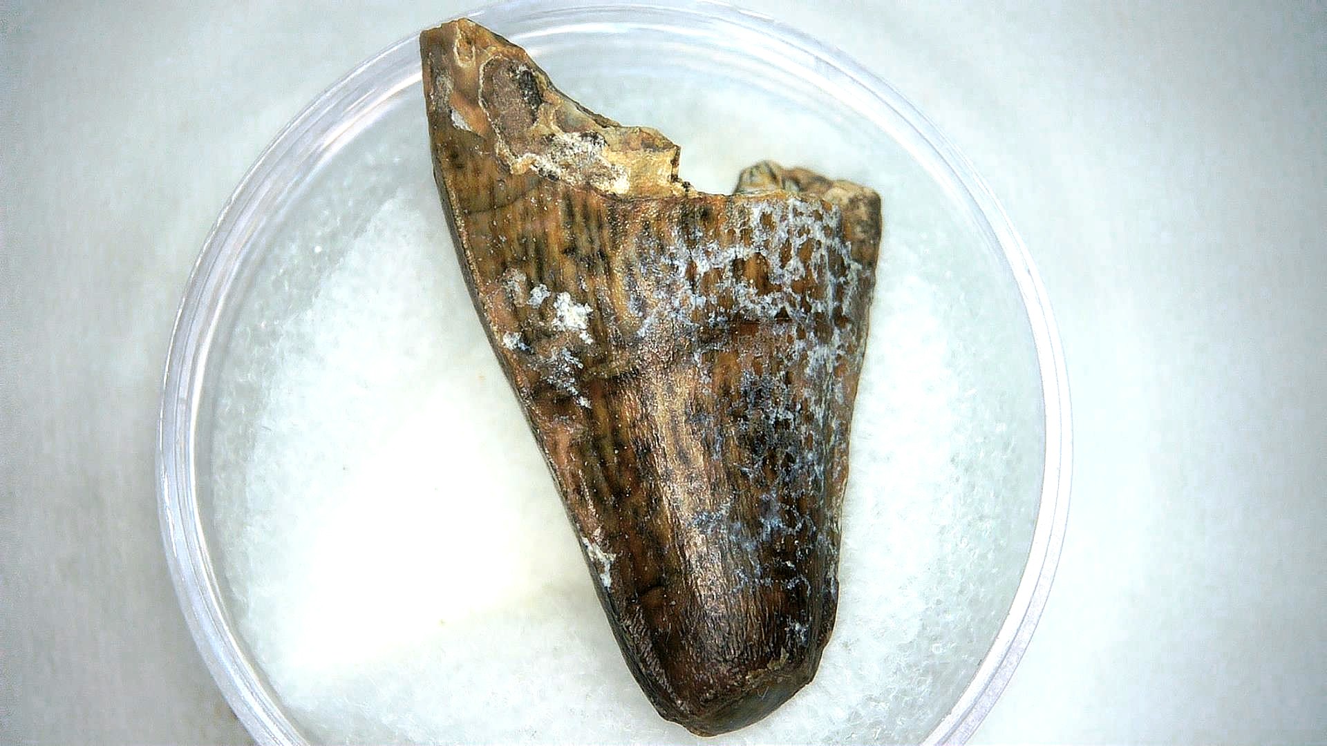 Madagascar Cretaceous Mahajangasuchus Crocodilyform Tooth 26a | Fossils for Sale Genuine Cretaceous Age Mahajangasuchus Crocodilyform Tooth Fossils for Sale from Madagascar #26a