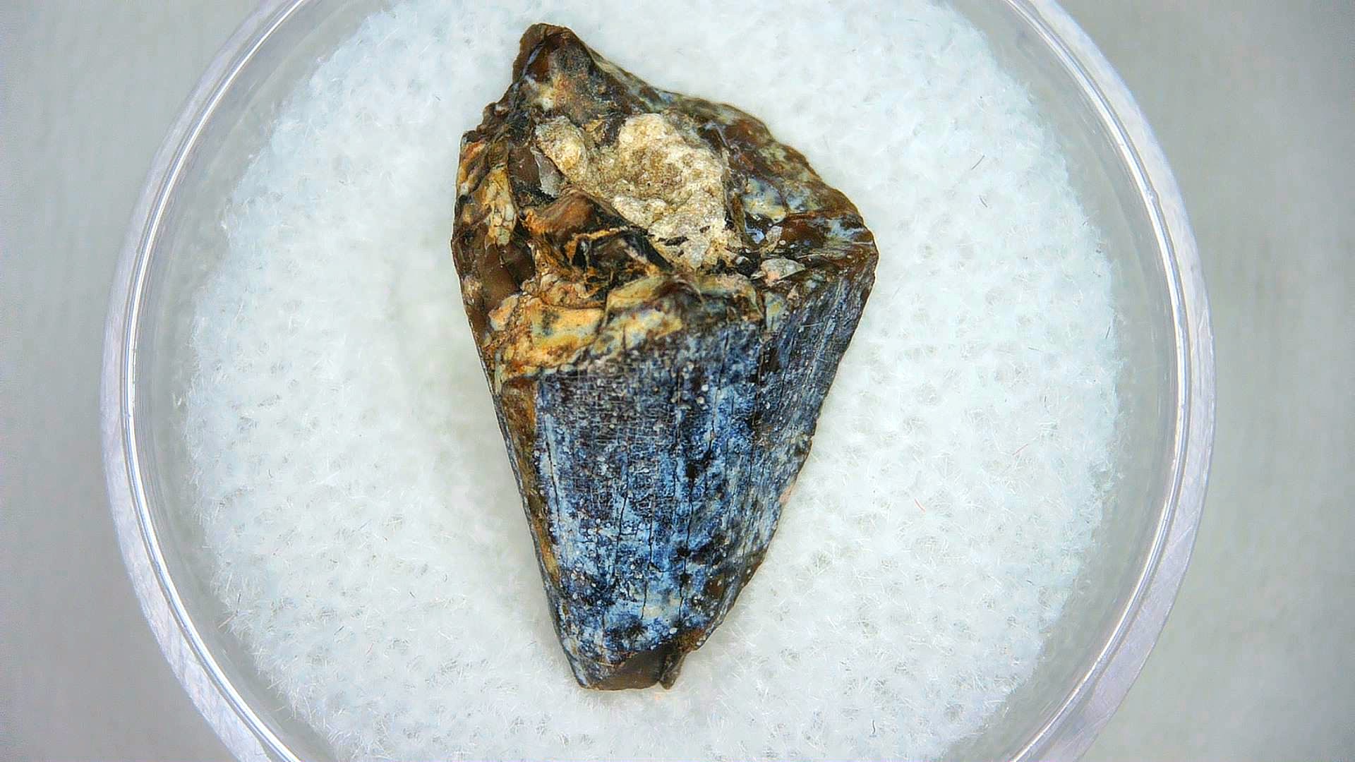 Madagascar Cretaceous Mahajangasuchus Crocodilyform Tooth 2a | Fossils for Sale Genuine Cretaceous Age Mahajangasuchus Crocodilyform Tooth Fossils for Sale from Madagascar #2a