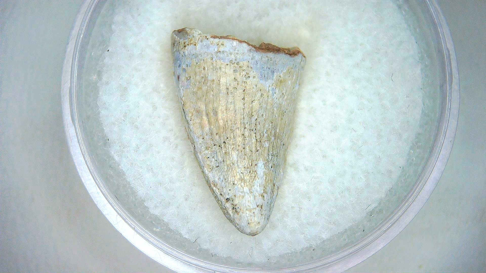 Madagascar Cretaceous Mahajangasuchus Crocodilyform Tooth 4a | Fossils for Sale Genuine Cretaceous Age Mahajangasuchus Crocodilyform Tooth Fossils for Sale from Madagascar #4a