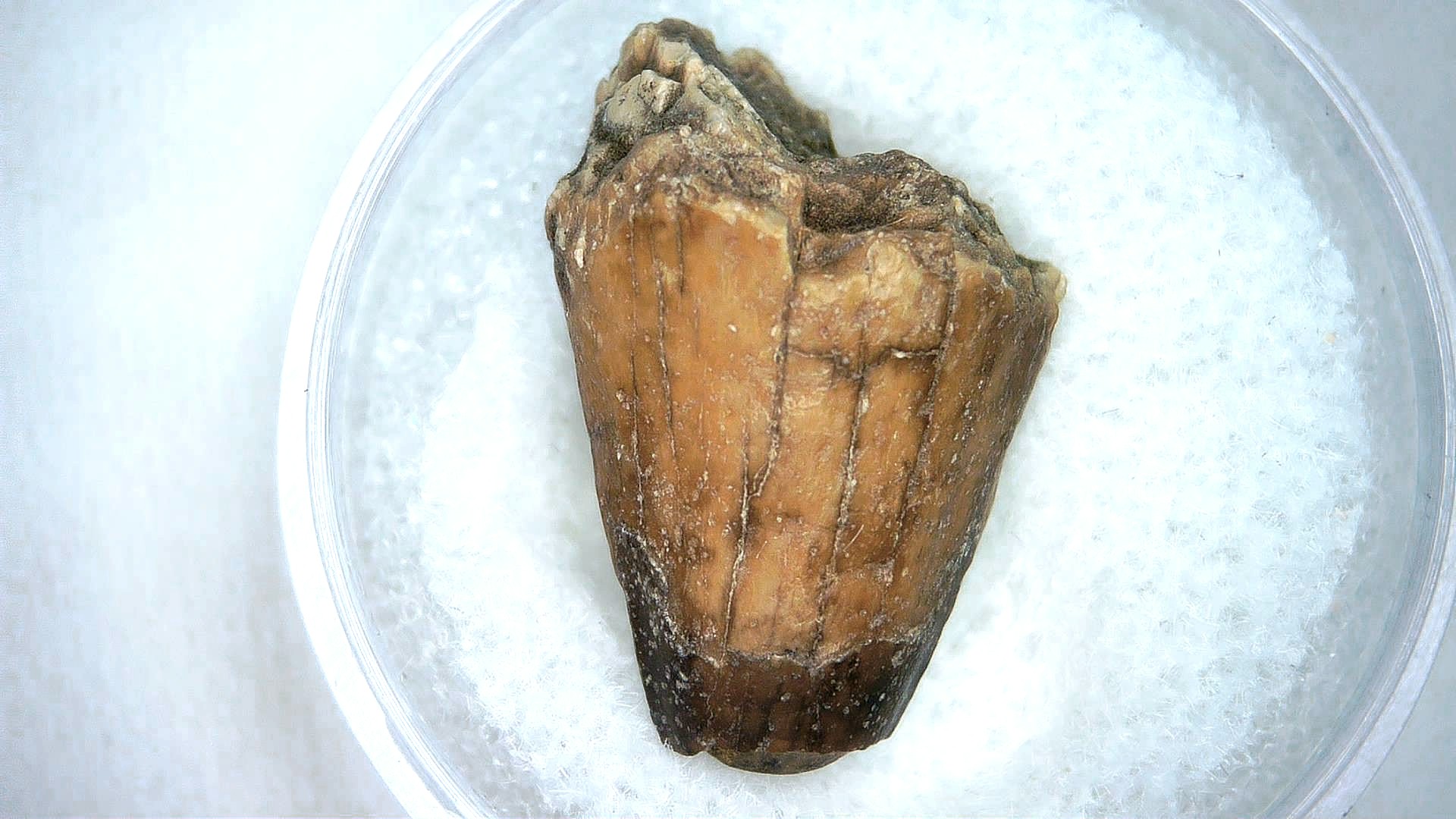 Madagascar Cretaceous Mahajangasuchus Crocodilyform Tooth 5a | Fossils for Sale Genuine Cretaceous Age Mahajangasuchus Crocodilyform Tooth Fossils for Sale from Madagascar #5a