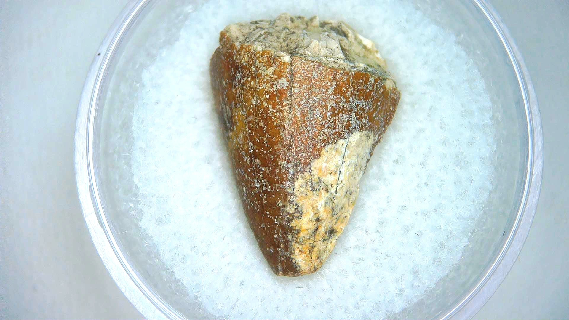 Madagascar Cretaceous Mahajangasuchus Crocodilyform Tooth 6a | Fossils for Sale Genuine Cretaceous Age Mahajangasuchus Crocodilyform Tooth Fossils for Sale from Madagascar #6a