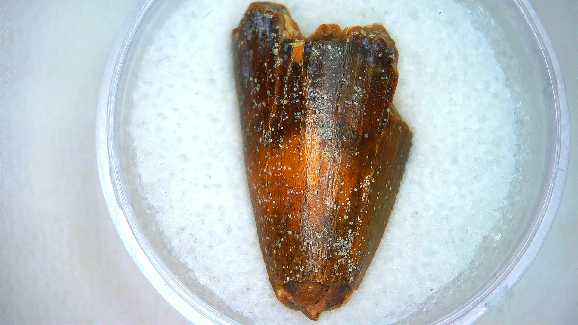 Madagascar Cretaceous Mahajangasuchus Crocodilyform Tooth 7 | Fossils for Sale Genuine Cretaceous Age Mahajangasuchus Crocodilyform Tooth Fossils for Sale from Madagascar #7