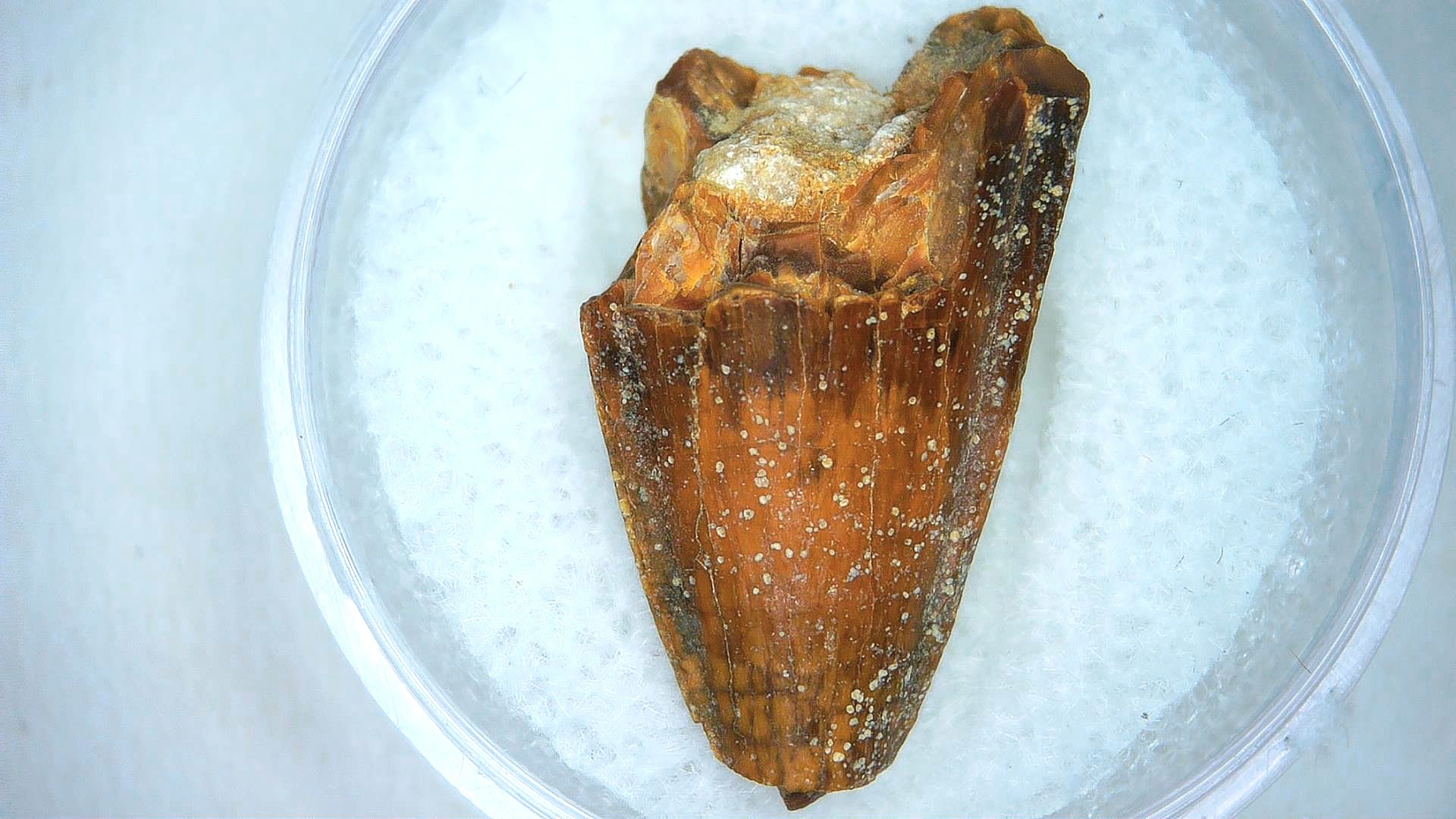 Madagascar Cretaceous Mahajangasuchus Crocodilyform Tooth 7a | Fossils for Sale Genuine Cretaceous Age Mahajangasuchus Crocodilyform Tooth Fossils for Sale from Madagascar #7a