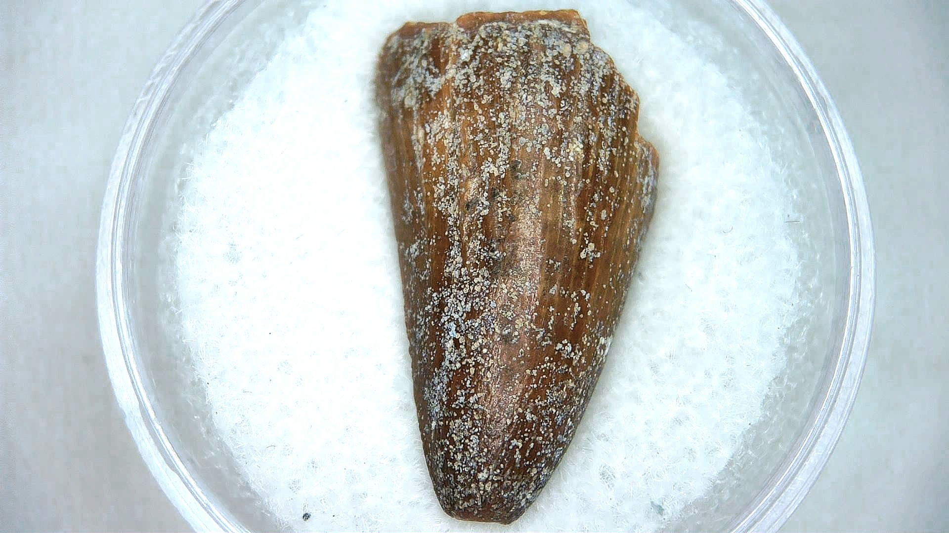 Madagascar Cretaceous Mahajangasuchus Crocodilyform Tooth 9 | Fossils for Sale Genuine Cretaceous Age Mahajangasuchus Crocodilyform Tooth Fossils for Sale from Madagascar #9