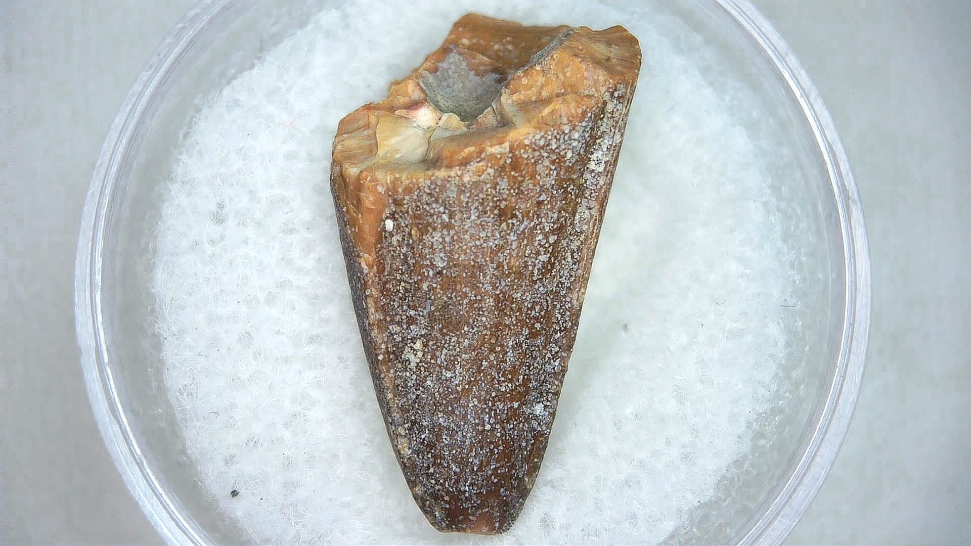 Madagascar Cretaceous Mahajangasuchus Crocodilyform Tooth 9a | Fossils for Sale Genuine Cretaceous Age Mahajangasuchus Crocodilyform Tooth Fossils for Sale from Madagascar #9a