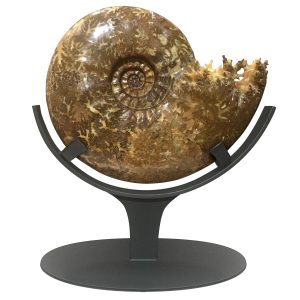 Madagascar Cretaceous Pachydiscus Ammonite 1 | Fossils for Sale Genuine Cretaceous Age Pachydiscus Ammonite Fossil for Sale from Madagascar #1