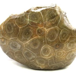 Morocco Carboniferous Actinocyathus Rugose Coral 10 | Fossils for Sale General Carboniferous Age Actinocyathus Rugose Fossils from Morocco for Sale #10