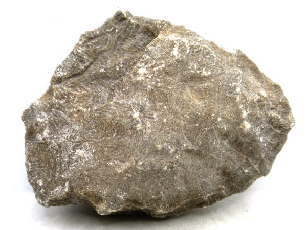 Morocco Carboniferous Actinocyathus Rugose Coral 10a | Fossils for Sale General Carboniferous Age Actinocyathus Rugose Fossils from Morocco for Sale #10a