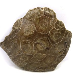Morocco Carboniferous Actinocyathus Rugose Coral 11 | Fossils for Sale General Carboniferous Age Actinocyathus Rugose Fossils from Morocco for Sale #11