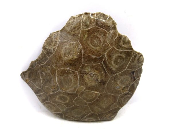 Morocco Carboniferous Actinocyathus Rugose Coral 11 | Fossils for Sale General Carboniferous Age Actinocyathus Rugose Fossils from Morocco for Sale #11