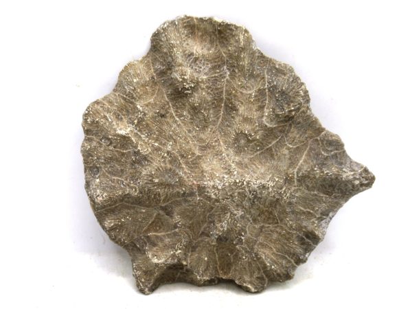 Morocco Carboniferous Actinocyathus Rugose Coral 11a | Fossils for Sale General Carboniferous Age Actinocyathus Rugose Fossils from Morocco for Sale #11a
