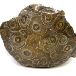 Morocco Carboniferous Actinocyathus Rugose Coral 12 | Fossils for Sale General Carboniferous Age Actinocyathus Rugose Fossils from Morocco for Sale #12