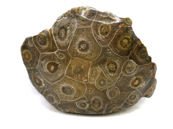 Morocco Carboniferous Actinocyathus Rugose Coral 12 | Fossils for Sale General Carboniferous Age Actinocyathus Rugose Fossils from Morocco for Sale #12