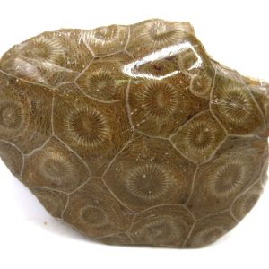 Morocco Carboniferous Actinocyathus Rugose Coral 13 | Fossils for Sale General Carboniferous Age Actinocyathus Rugose Fossils from Morocco for Sale #13