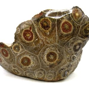 Morocco Carboniferous Actinocyathus Rugose Coral 15 | Fossils for Sale General Carboniferous Age Actinocyathus Rugose Fossils from Morocco for Sale #15