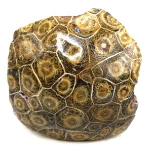 Morocco Carboniferous Actinocyathus Rugose Coral 16 | Fossils for Sale General Carboniferous Age Actinocyathus Rugose Fossils from Morocco for Sale #16