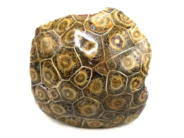 Morocco Carboniferous Actinocyathus Rugose Coral 16 | Fossils for Sale General Carboniferous Age Actinocyathus Rugose Fossils from Morocco for Sale #16