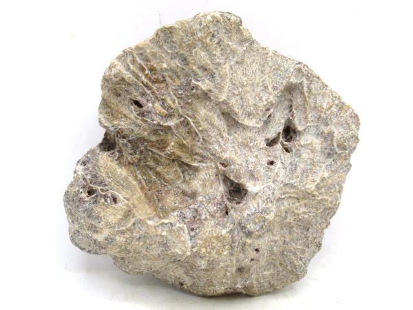 Morocco Carboniferous Actinocyathus Rugose Coral 16a | Fossils for Sale General Carboniferous Age Actinocyathus Rugose Fossils from Morocco for Sale #16a