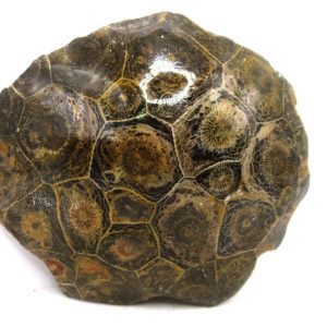 Morocco Carboniferous Actinocyathus Rugose Coral 17 | Fossils for Sale General Carboniferous Age Actinocyathus Rugose Fossils from Morocco for Sale #17