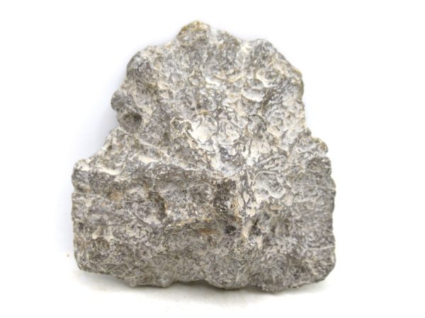 Morocco Carboniferous Actinocyathus Rugose Coral 18a | Fossils for Sale General Carboniferous Age Actinocyathus Rugose Fossils from Morocco for Sale #18a