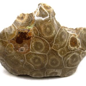 Morocco Carboniferous Actinocyathus Rugose Coral 19 | Fossils for Sale General Carboniferous Age Actinocyathus Rugose Fossils from Morocco for Sale #19
