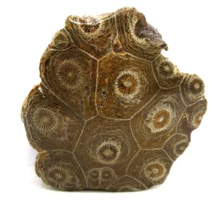 Morocco Carboniferous Actinocyathus Rugose Coral 20 | Fossils for Sale General Carboniferous Age Actinocyathus Rugose Fossils from Morocco for Sale #20