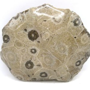 Morocco Carboniferous Actinocyathus Rugose Coral 21 | Fossils for Sale General Carboniferous Age Actinocyathus Rugose Fossils from Morocco for Sale #21