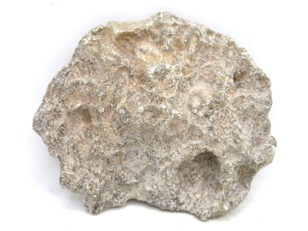 Morocco Carboniferous Actinocyathus Rugose Coral 21a | Fossils for Sale General Carboniferous Age Actinocyathus Rugose Fossils from Morocco for Sale #21a