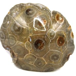 Morocco Carboniferous Actinocyathus Rugose Coral 22 | Fossils for Sale General Carboniferous Age Actinocyathus Rugose Fossils from Morocco for Sale #22