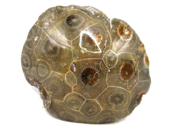 Morocco Carboniferous Actinocyathus Rugose Coral 22 | Fossils for Sale General Carboniferous Age Actinocyathus Rugose Fossils from Morocco for Sale #22