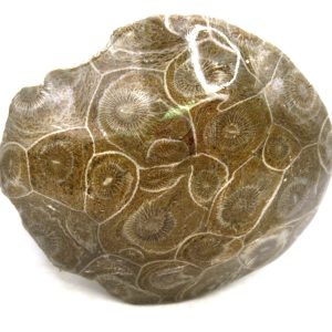 Morocco Carboniferous Actinocyathus Rugose Coral 23 | Fossils for Sale General Carboniferous Age Actinocyathus Rugose Fossils from Morocco for Sale #23
