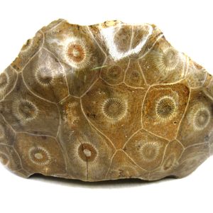 Morocco Carboniferous Actinocyathus Rugose Coral 24 | Fossils for Sale General Carboniferous Age Actinocyathus Rugose Fossils from Morocco for Sale #24