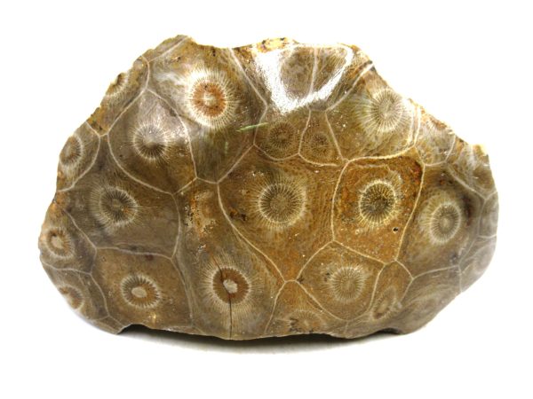 Morocco Carboniferous Actinocyathus Rugose Coral 24 | Fossils for Sale General Carboniferous Age Actinocyathus Rugose Fossils from Morocco for Sale #24