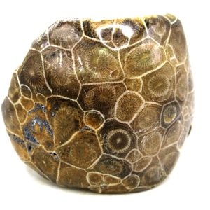 Morocco Carboniferous Actinocyathus Rugose Coral 25 | Fossils for Sale General Carboniferous Age Actinocyathus Rugose Fossils from Morocco for Sale #25