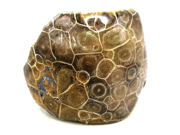 Morocco Carboniferous Actinocyathus Rugose Coral 25 | Fossils for Sale General Carboniferous Age Actinocyathus Rugose Fossils from Morocco for Sale #25