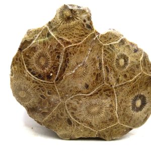 Morocco Carboniferous Actinocyathus Rugose Coral 26 | Fossils for Sale General Carboniferous Age Actinocyathus Rugose Fossils from Morocco for Sale #26