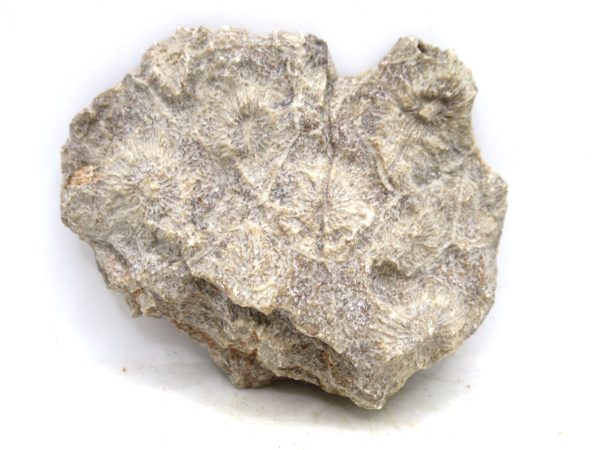 Morocco Carboniferous Actinocyathus Rugose Coral 26a | Fossils for Sale General Carboniferous Age Actinocyathus Rugose Fossils from Morocco for Sale #26a