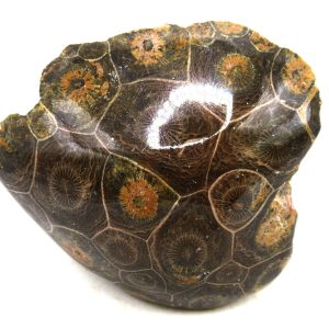 Morocco Carboniferous Actinocyathus Rugose Coral 27 | Fossils for Sale General Carboniferous Age Actinocyathus Rugose Fossils from Morocco for Sale #27