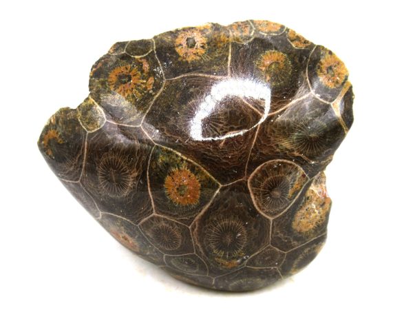 Morocco Carboniferous Actinocyathus Rugose Coral 27 | Fossils for Sale General Carboniferous Age Actinocyathus Rugose Fossils from Morocco for Sale #27