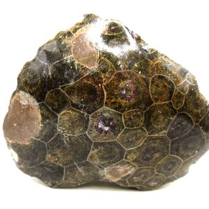 Morocco Carboniferous Actinocyathus Rugose Coral 28 | Fossils for Sale General Carboniferous Age Actinocyathus Rugose Fossils from Morocco for Sale #28