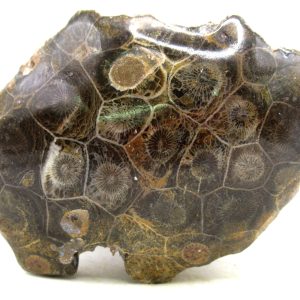 Morocco Carboniferous Actinocyathus Rugose Coral 29 | Fossils for Sale General Carboniferous Age Actinocyathus Rugose Fossils from Morocco for Sale #29