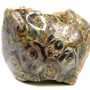 Morocco Carboniferous Actinocyathus Rugose Coral 30 | Fossils for Sale General Carboniferous Age Actinocyathus Rugose Fossils from Morocco for Sale #30