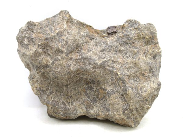 Morocco Carboniferous Actinocyathus Rugose Coral 30a | Fossils for Sale General Carboniferous Age Actinocyathus Rugose Fossils from Morocco for Sale #30a